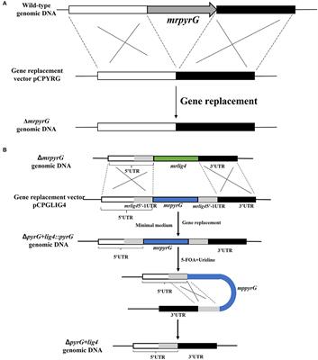 Construction of gene modification system with highly efficient and markerless for Monascus ruber M7